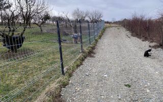 Teren de vanzare in Daia(apa, canal, curent,)- 800mp- Pret atractiv - Poză 4