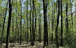 Teren intravilan de vânzare, 380.000 mp, langa pădure - Poză 2