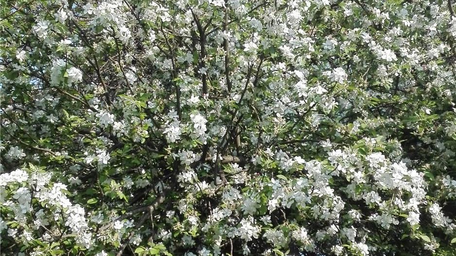 BRASADAS vinde casa mare cu teren 2100 mp zona Titulescu. - Poză 7