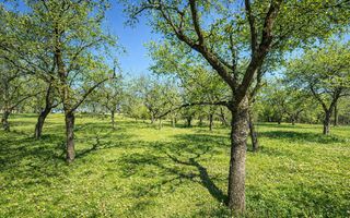 Proprietate cu potențial pensiune – sat Masca, 45 km Cluj - Poză 8