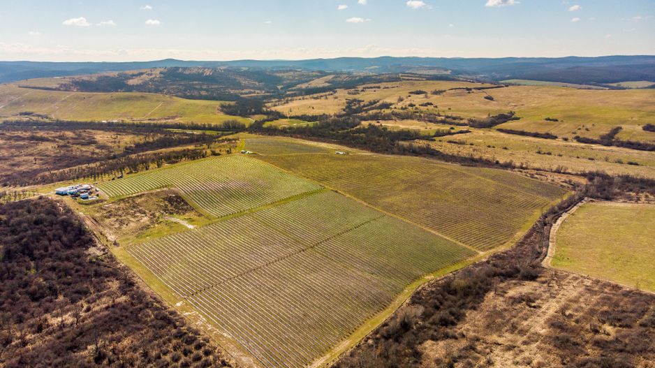 Plantație Bio de mure și zmeură  26,4 ha în Lipova - Poză 4