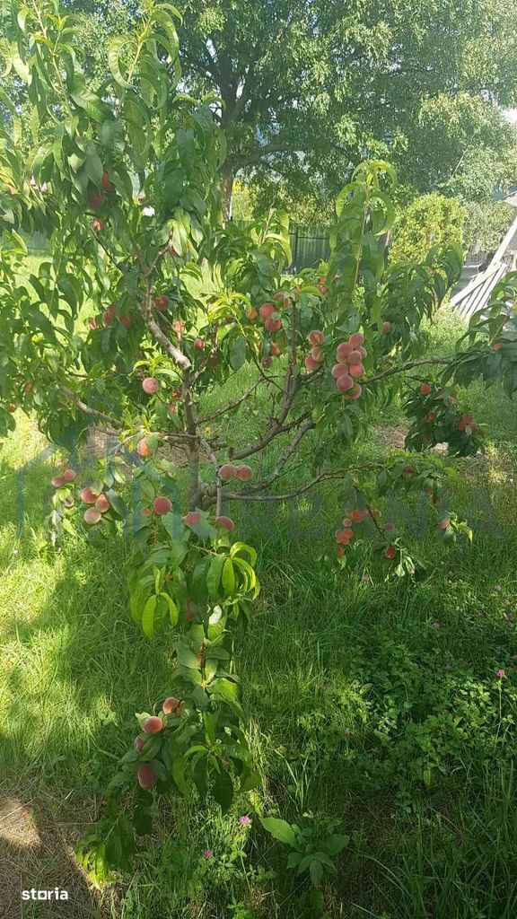 Teren intravilan de vânzare - 6200mp, pădure în apropiere - Poză 12