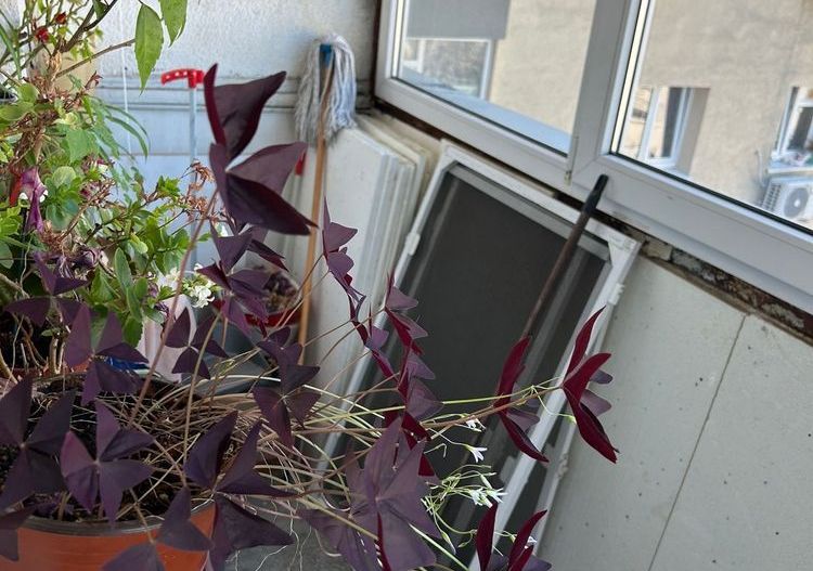 Vanzare 3 camere Titan-Nicolae Grigorescu , bloc 1984, 2 bai, NEGOCIABIL - Poză 8