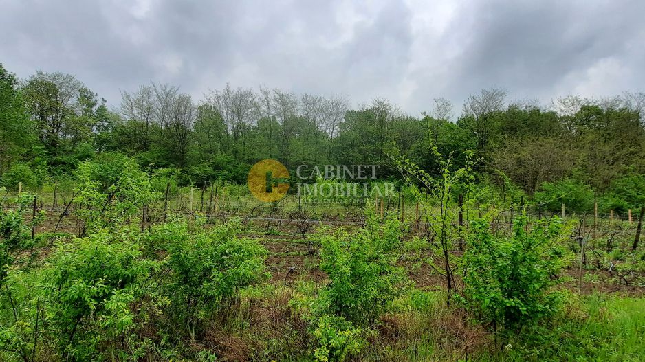 🏡 Casă cu livadă sat Prisăcani  - Teren 4500 mp - Poză 10
