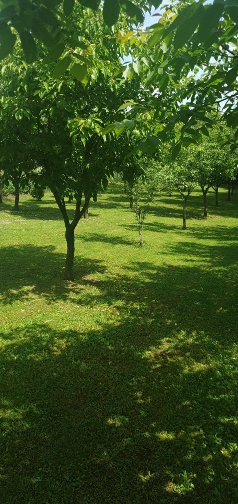 BRASADAS vinde casa cu 6 camere si teren 1200mp în Amati. - Poză 8