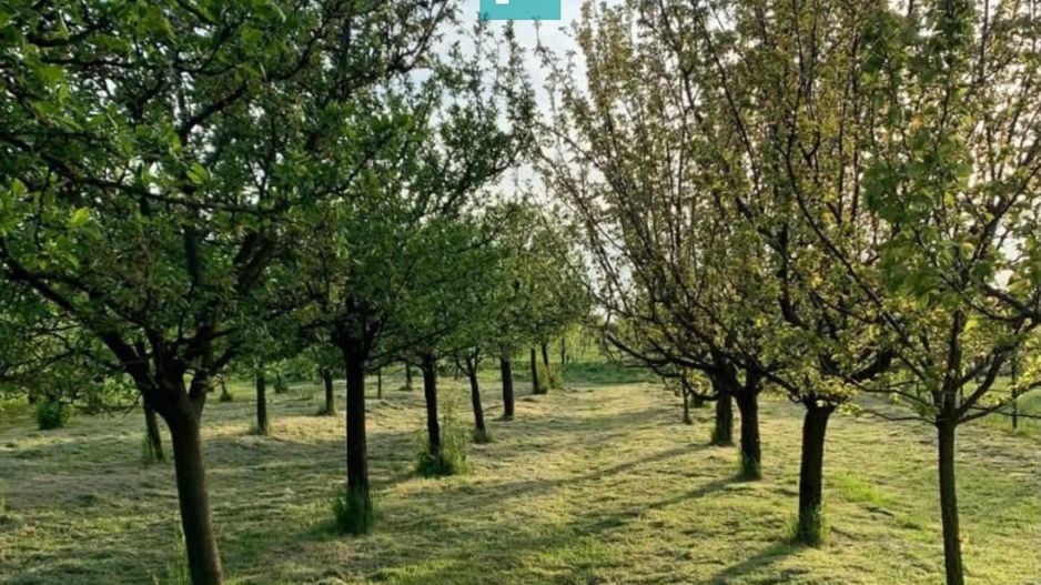 Casă cu 4 camere și teren de 5538 mp în Macea - Poză 22