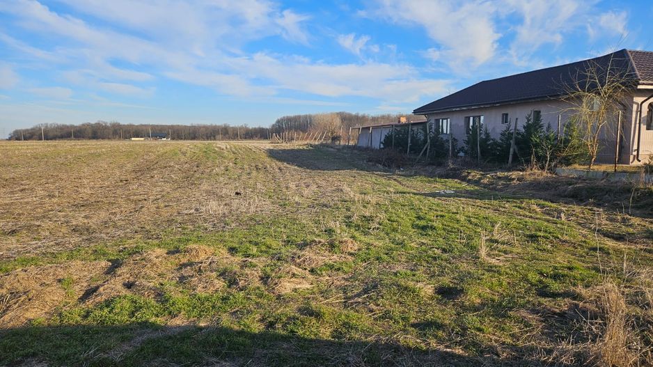 Vand teren cu suprafata de 26.000mp intravilan in Cornetu - Magurele - Poză 3