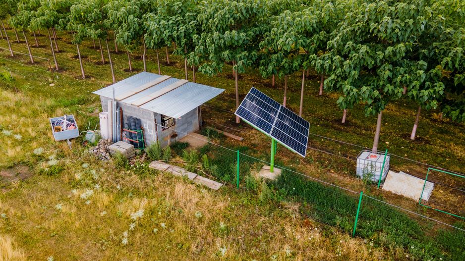Teren cu plantație de arbori Paulownia, 1.25 ha - Poză 6