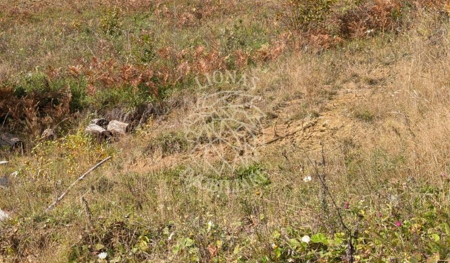 Teren intravilan 1000 mp-ideal cabana, investitie-Colibita - Poză 2