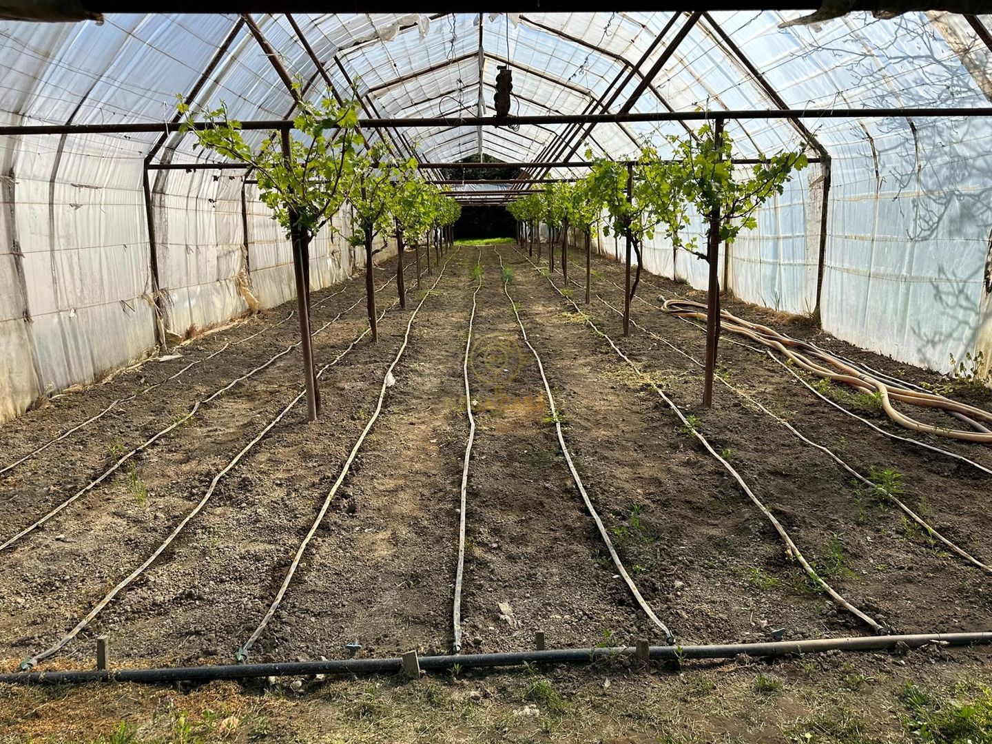 De vanzare Teren 20000MP cu sere/solarii și plantații - Poză 4