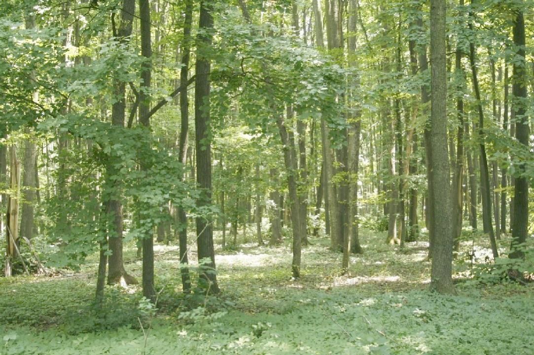 TUNARI - Centura Bucuresti, 16,7 Ha. teren (padure de peste 100 ani) - Poză 4