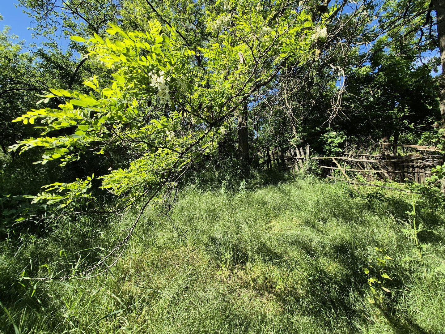 Teren intravilan 1290 mp Plaiu-Provita de Sus - Poză 17