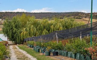 Afacere agricolă la cheie | Plantație afine | Solarii | 18.800 mp - Poză 1