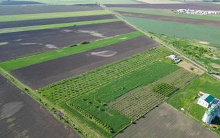 Livadă de nuci și pruni 2.4ha în Variașul Mare - Poză 11