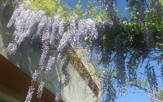 Casa Modernă de vanzare P+1 în Corbeanca | Strada Laguna Albastră - Poză 15