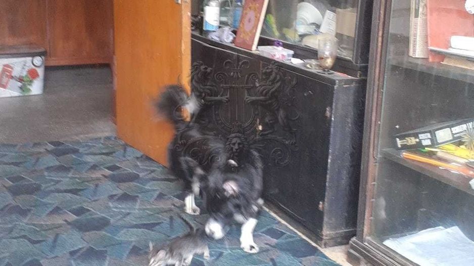 De vanzare – Apartament 4 camere | Piata Victoriei – Titulescu - Poză 3