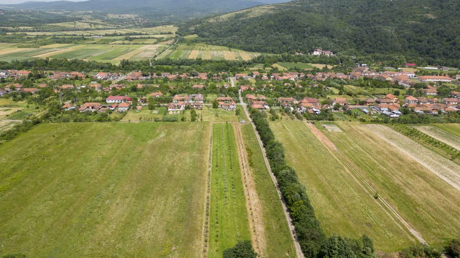 Livadă pe rod cu pomi fructiferi 4780mp la Dezna - Poză 5