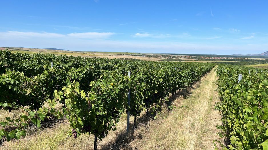 Vie de 115 Hectare în satul Dud, județul Arad - Poză 5