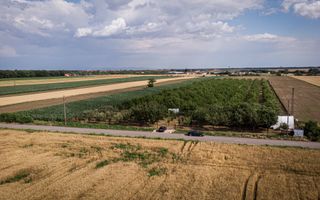 Livadă de nuci altoită și ecologică 2.5ha - Poză 11