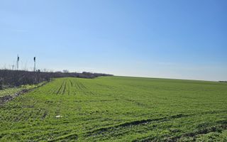 Teren extravilan 8600 mp Livada de Bihor - Poză 3