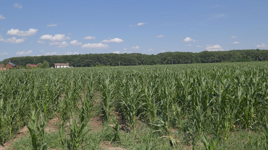 Corbeanca - Sat Petresti - Str. Codrului, 26.650 mp. teren intravilan - Poză 3