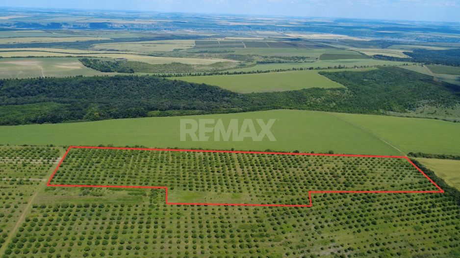 Teren Agricol, 11 HA, Bulăiești, Orhei - Poză 2