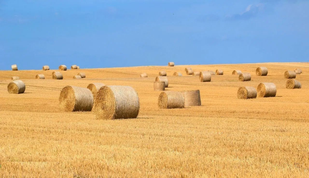 1.835 ha Fermă operațională și teren agricol (Vestul României) - Poză 2
