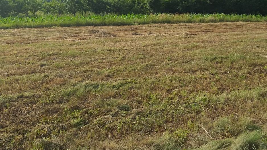 Teren Sasca Română-1079 mp - Poză 1