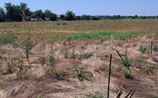 Teren Intravilan 500 mp de Vânzare – Vidra - Poză 3