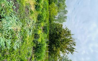 Casa individuala Covaci- 1000mp teren - Poză 3