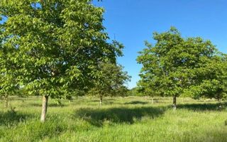 O oportunitate rară de investiție în agricultură, într-o zonă buna. - Poză 2