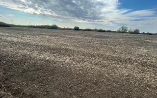 COMISION 0 | Teren extravilan arabil | 10000mp | Sacalaz - Poză 2