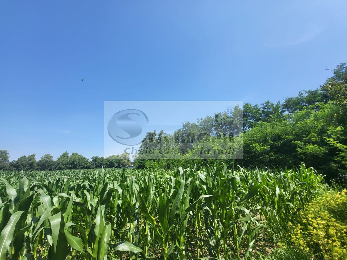 Casă individuala 4000mp teren com Alexandru Ioan Cuza sat Kogalniceni - Poză 13