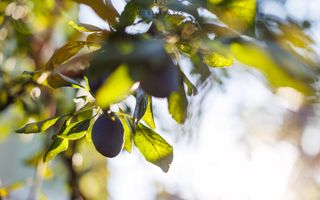 Oferta inchiriata - Casa individuala Dumbravita - Poză 30