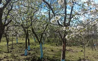 Vila 9 camere***gradina cu pomi fructiferi//1085 mp teren***Dragomiresti-Deal - Poză 13