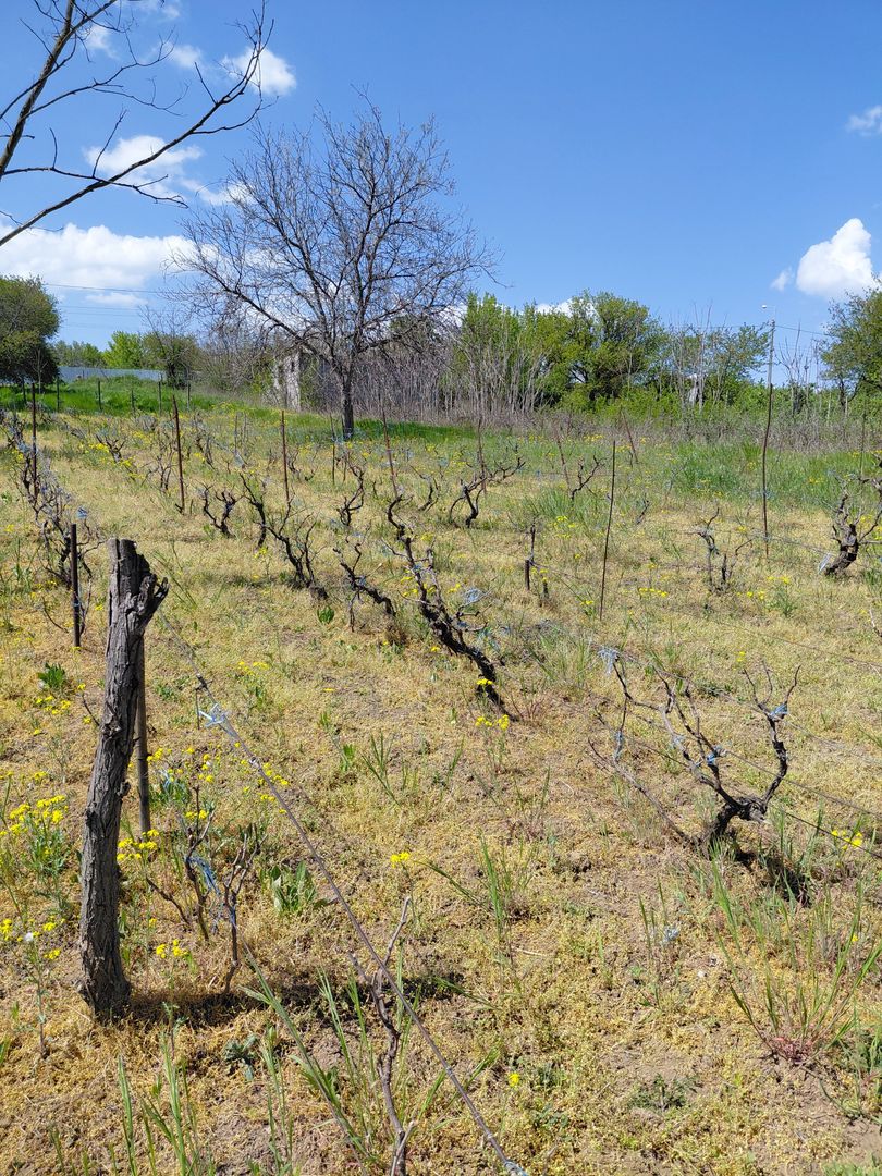 Teren intravilan 3.250 mp în Filești – Ideal pentru casă sau investiție! - Poză 23