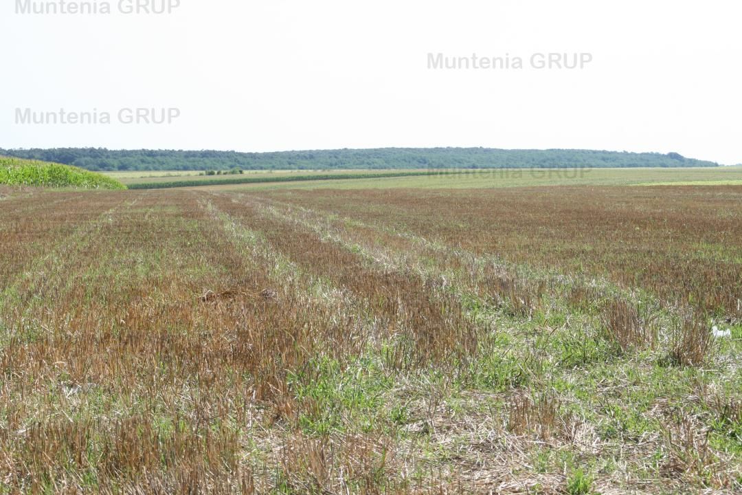 Belciugatele - laga Complexul Turistic Valea Iazurilor, 19720 mp. cu deschidere la balta - Poză 8