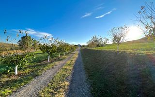 Ferma de vanzare cu 550MP utili si 27.500MP teren la asfalt - Poză 19