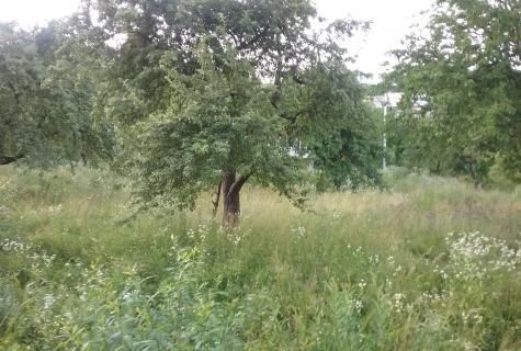 teren intravilan Sangeorz-Bai judet Bistrita Nasaud - Poză 4