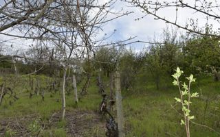 CASĂ TRADIȚIONALĂ CU GRĂDINĂ GENEROASĂ ȘI VIE – ISACCEA, JUD. TULCEA - Poză 4