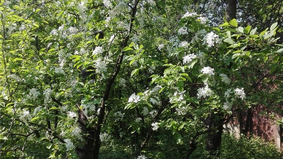 BRASADAS vinde casa mare cu teren 2100 mp zona Titulescu. - Poză 9