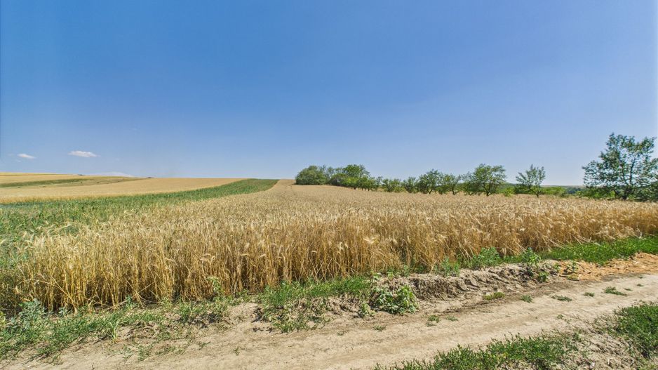 Teren intravilan + extravilan în Remetea Mică - Poză 8