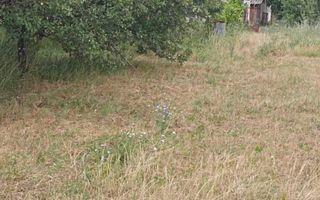 Casa cu teren de vanzare-Satmarel, Satu Mare - Poză 6