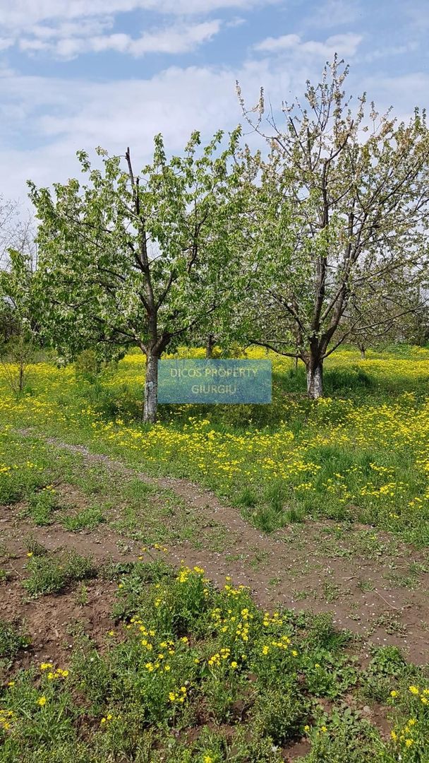 Teren 2.600 mp, utilități, Str. Merișor – Giurgiu - Poză 8