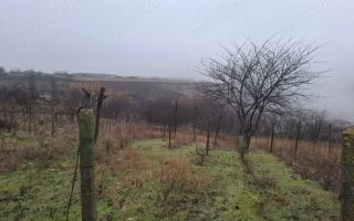 Teren Intravilan 2406 mp Miroslava (Vorovești) - Poză 3