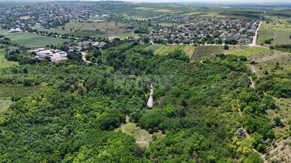 Teren de 37.5 ari în inima pădurii – Oportunitate unică de investiție lângă Crama Mileștii Mici! - Poză 4