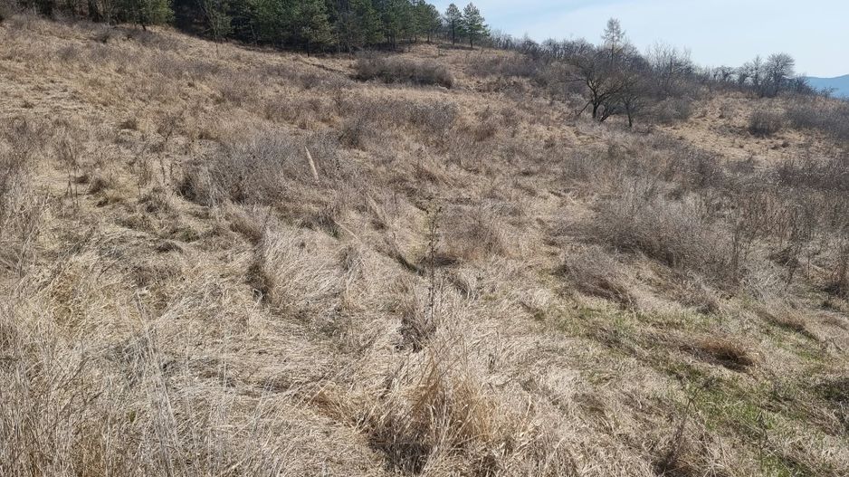 Teren de vanzare in Corunca –5.000 mp /55.000 EUR - Poză 5