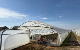 Teren intravilan agricol | 7029 mp | Satu Nou | Bihor - Poză 4