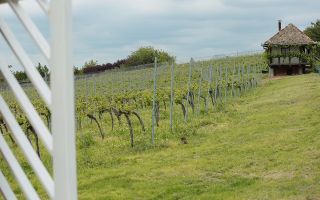 Pivnițele Birăuaș D.O.C Miniș - RATE FĂRĂ DOBÂNDĂ - Poză 41