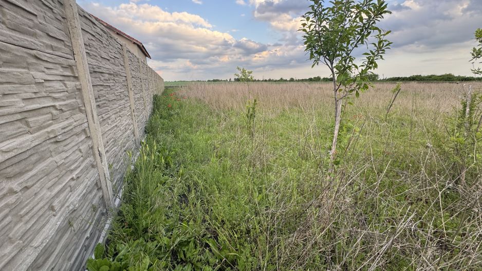 Teren Intravilan Becicherecu Mic ,776 mp,Fs. 17,5m - Poză 3